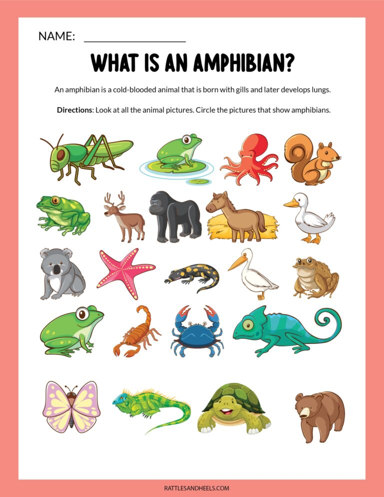 Amphibians Worksheets For Kids Free Printables Adanna Dill