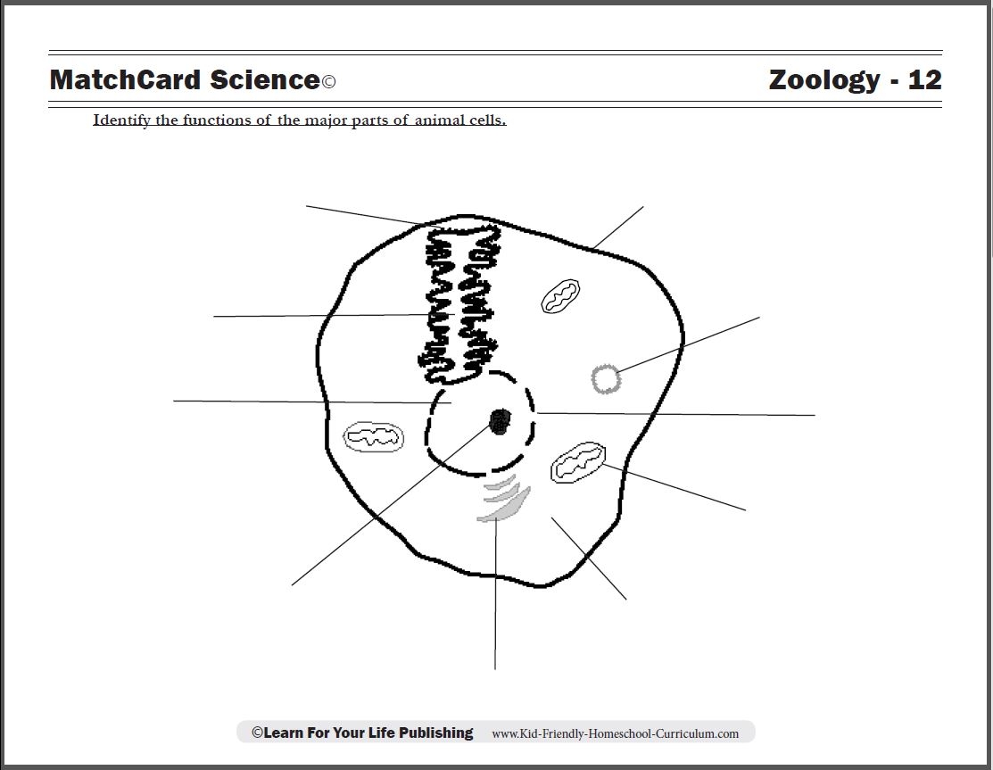 Free Printable Worksheets On Animal Cells