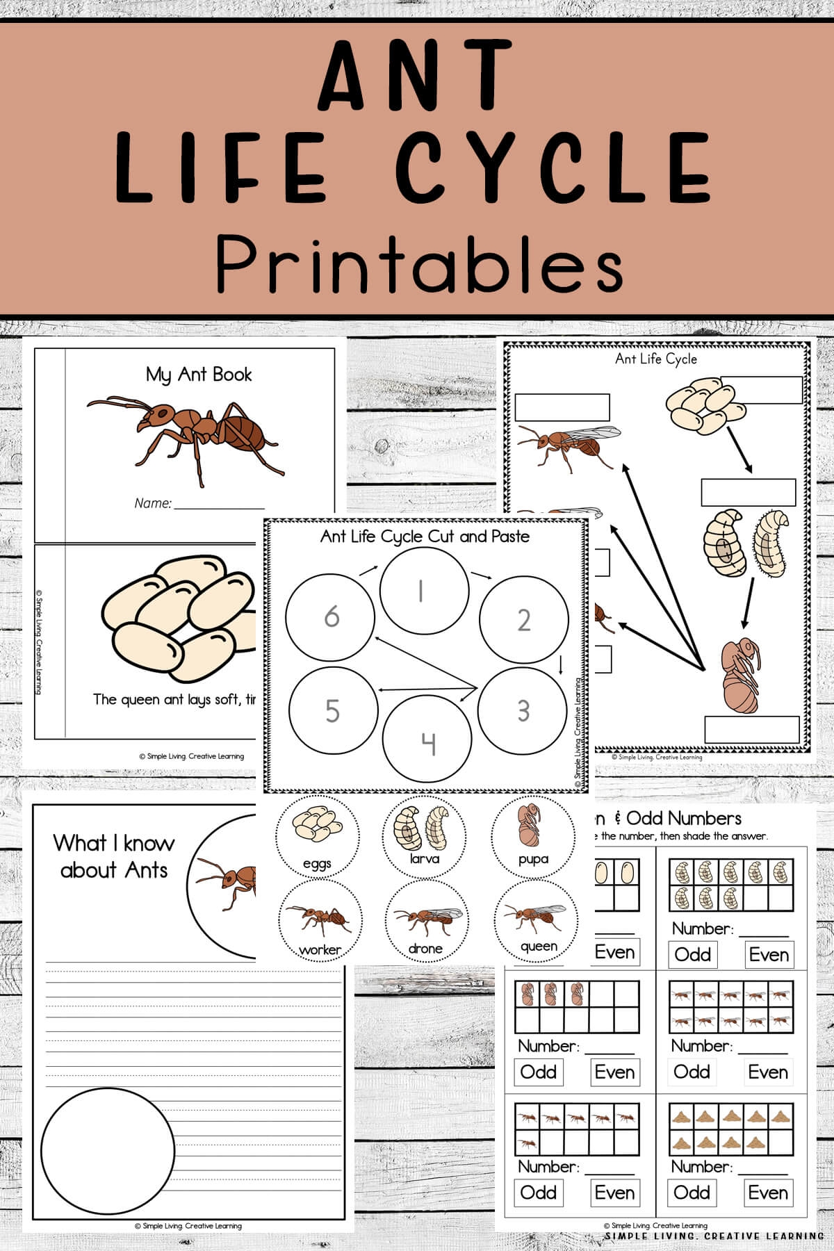 Ant Life Cycle Printables Simple Living Creative Learning