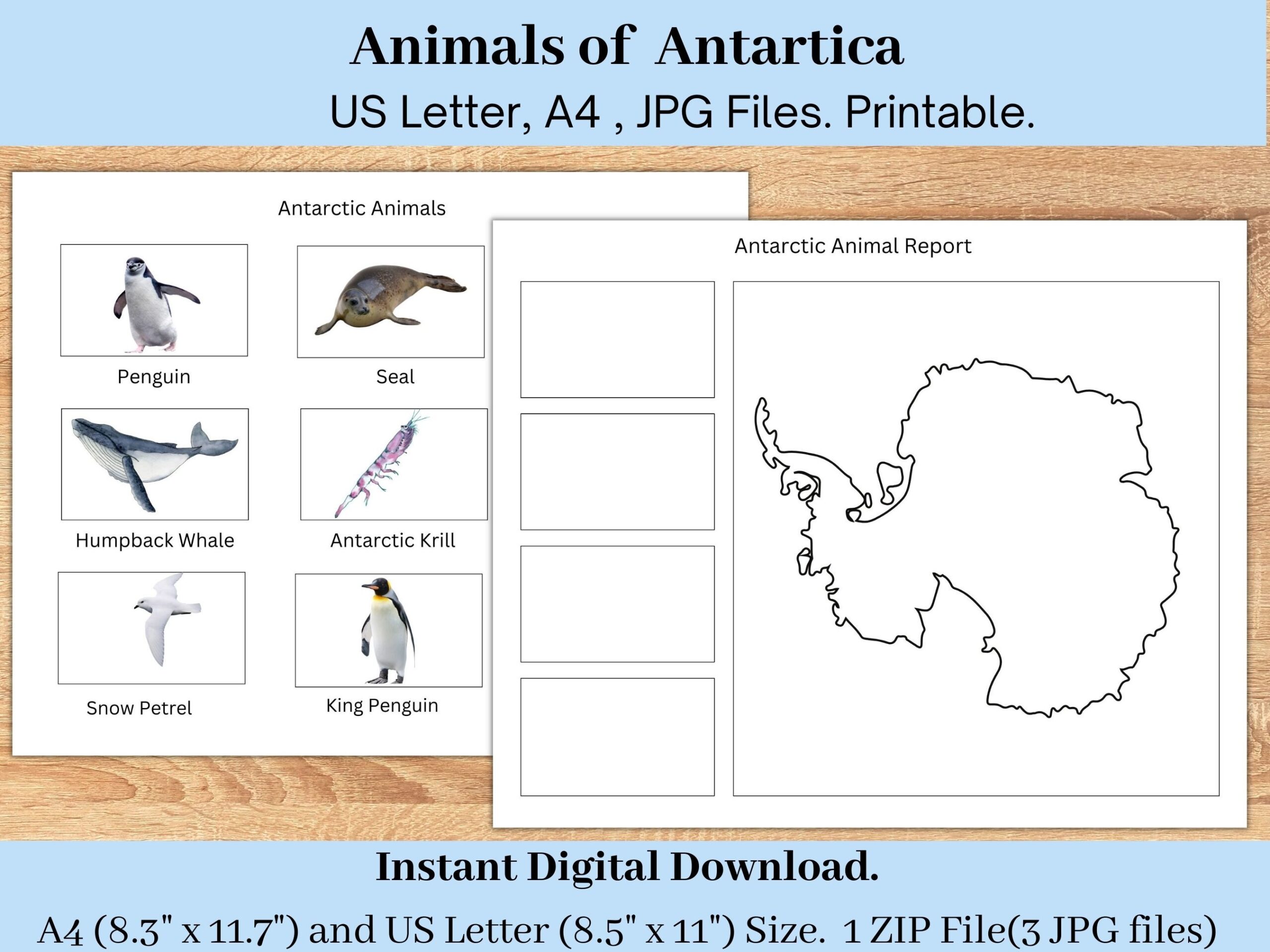 Antarctic Animal Report Geography Printable For Toddlers Pre k  Antarctic Animal Report Geography Printable For Toddlers Pre k