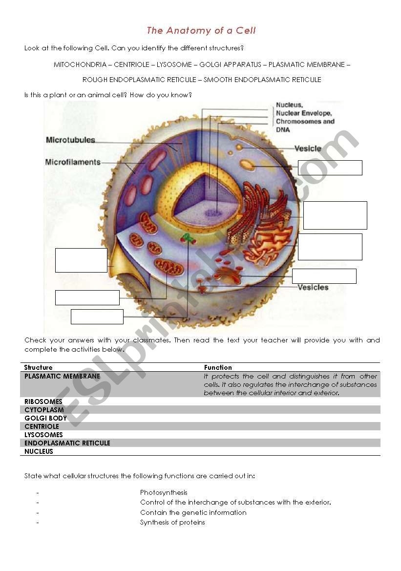 Biology The Anatomy Of A Cell ESL Worksheet By Efatalini Biology The Anatomy Of A Cell ESL Worksheet By Efatalini
