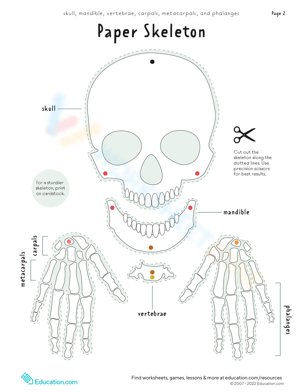 Free Printable Worksheets Bones Body