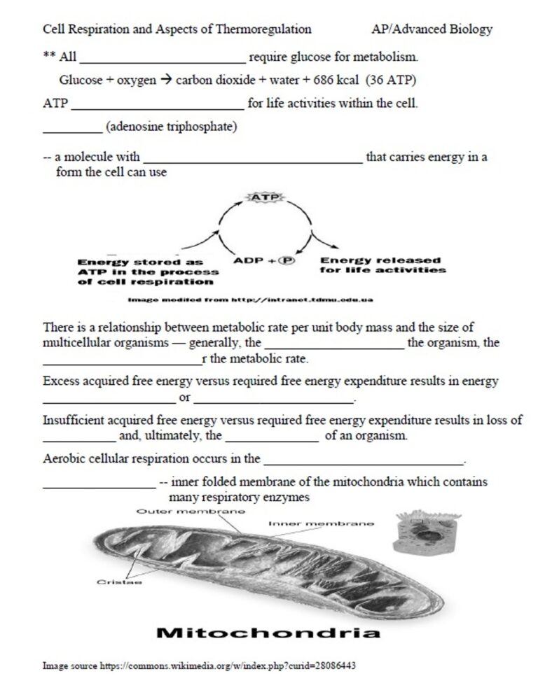 Cell Respiration Thermoregulation Learning Activities For AP Biology Distance Learning Worksheets Library