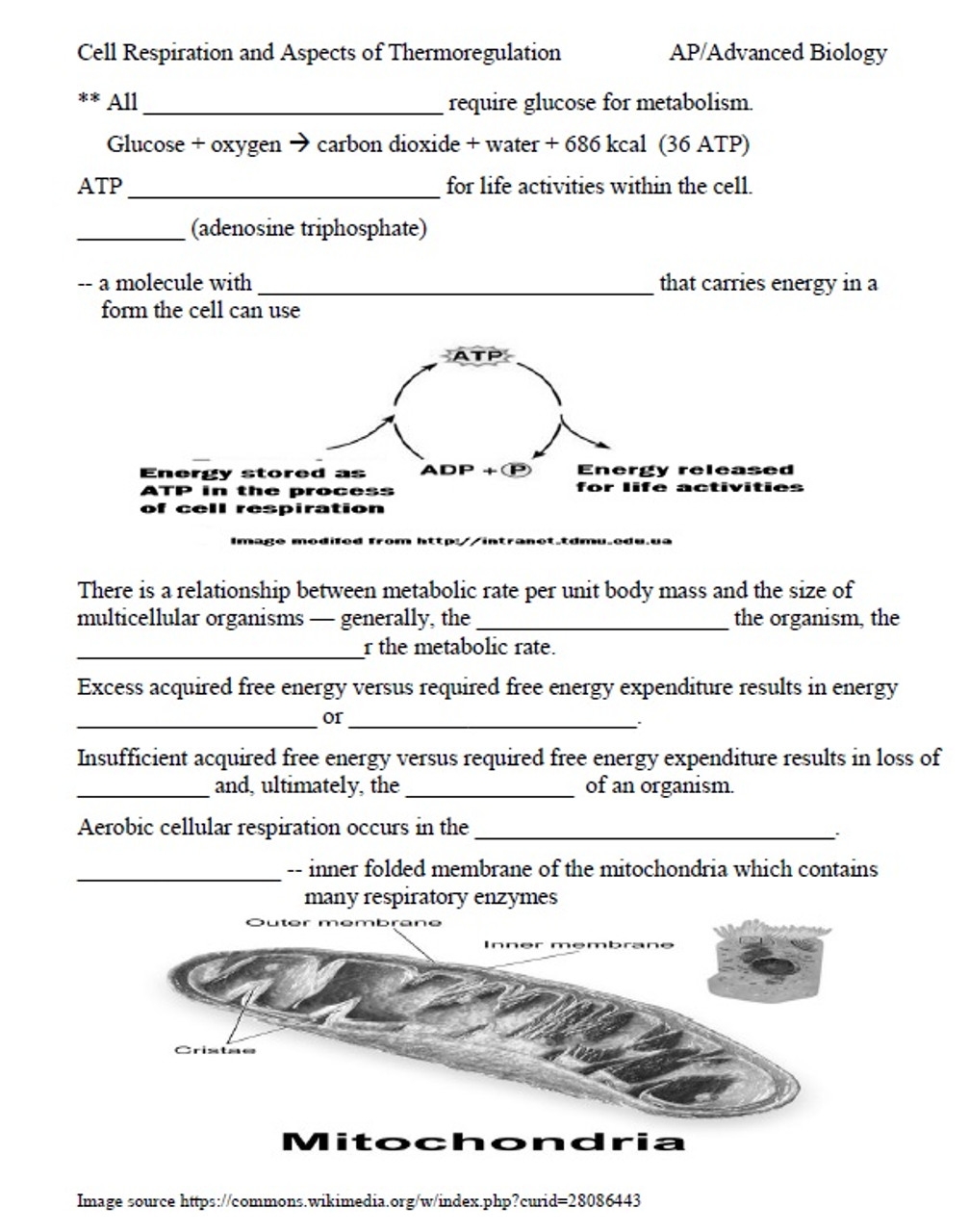 Cell Respiration Thermoregulation Learning Activities For AP Biology Distance Learning Worksheets Library