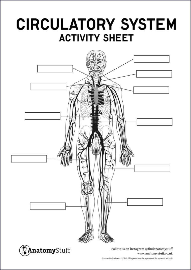Circulatory System Anatomy Activity Sheet PDF Worksheets Library