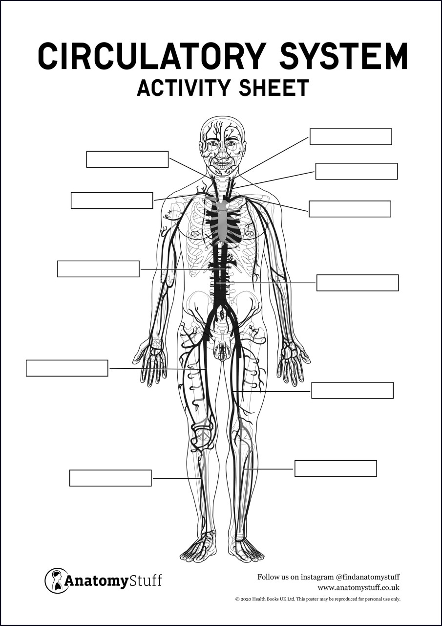 Circulatory System Anatomy Activity Sheet PDF Worksheets Library