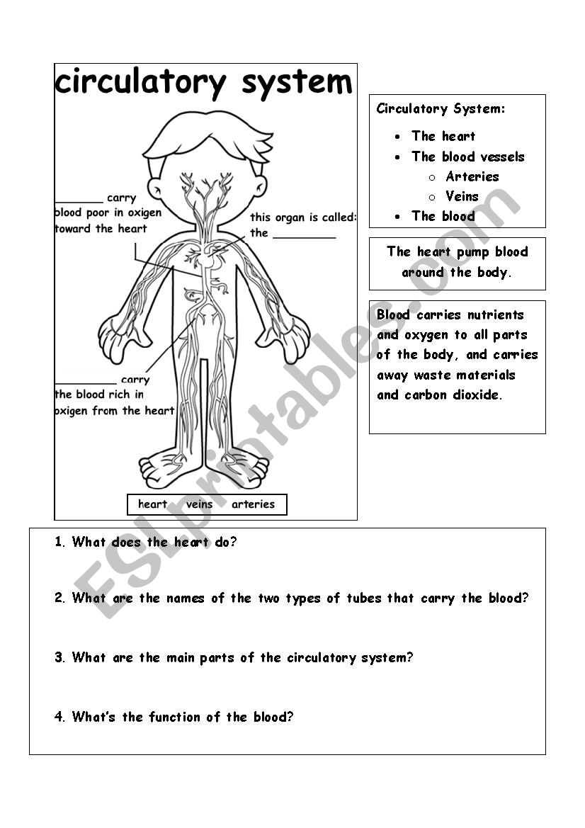 Circulatory System ESL Worksheet By Teacher Claudia M 
