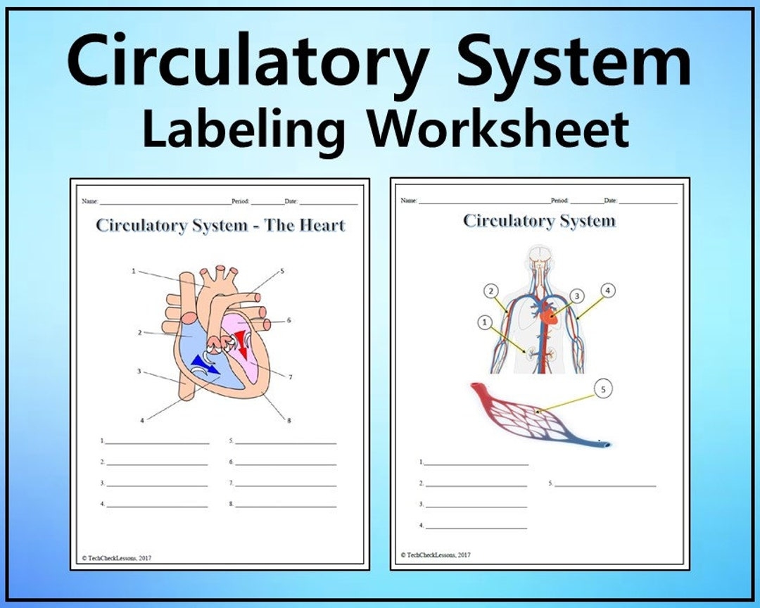 Circulatory System Labeling Worksheet Science Editable DIGITAL DOWNLOAD Etsy Canada