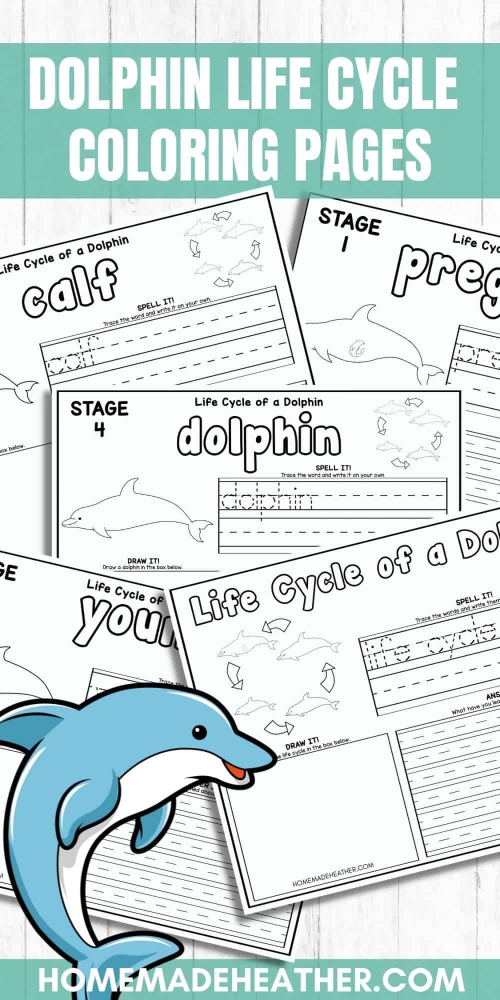 Dolphin Life Cycle Coloring Pages Homemade Heather