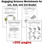 Engaging Science Worksheets For 1st 2nd And 3rd Grade Made By Teachers