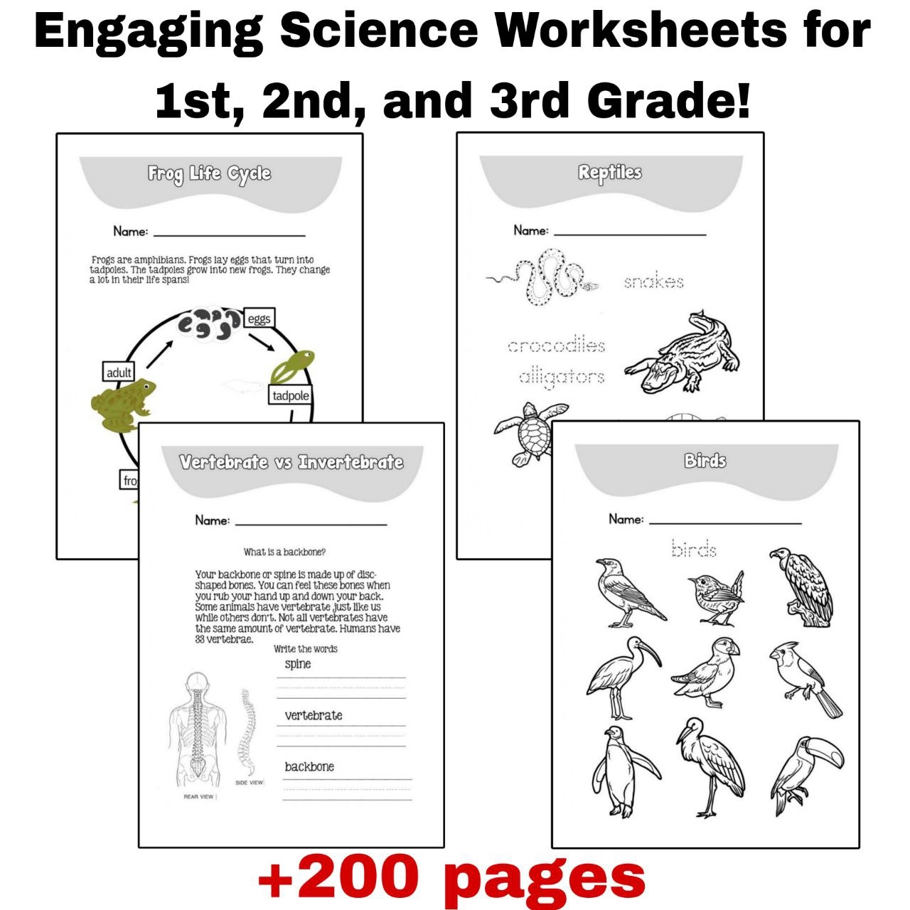 Free Printable Science Worksheets 2nd Grade