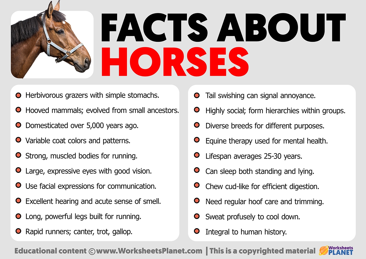 Facts About Horses