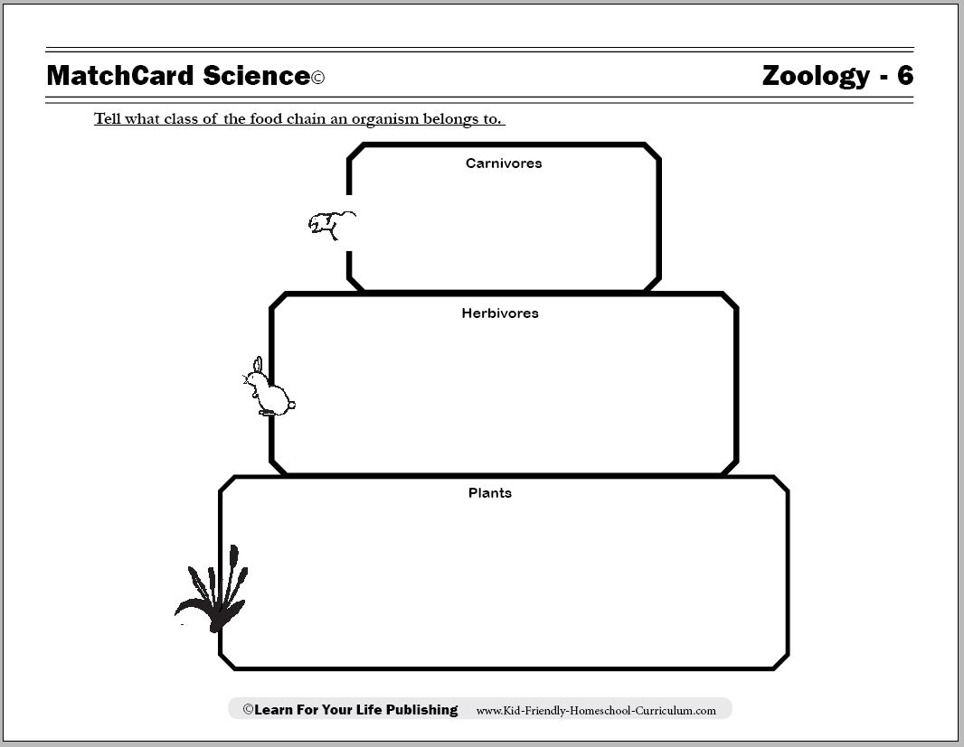 Food Chain Worksheets Food Chain Worksheets