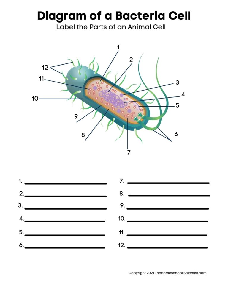 Free Biology Cell Worksheets And Flashcards The Homeschool Scientist