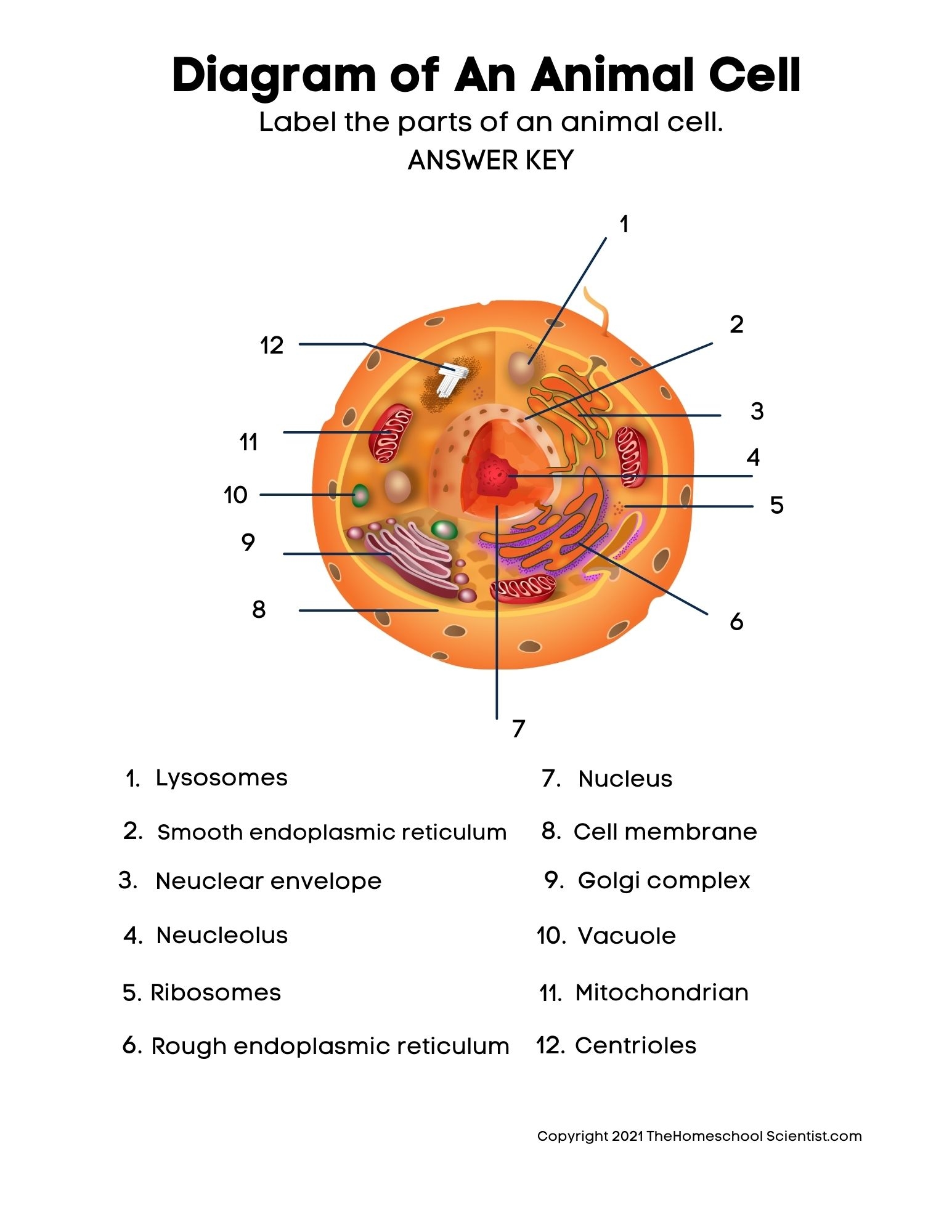 Free Biology Cell Worksheets And Flashcards The Homeschool Scientist Worksheets Library Free Biology Cell Worksheets And Flashcards The Homeschool Scientist Worksheets Library