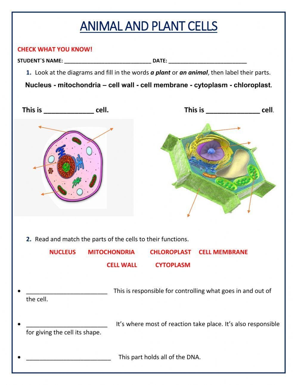 Free Cell Worksheet Download Free Cell Worksheet Png Images Free Worksheets On Clipart Library