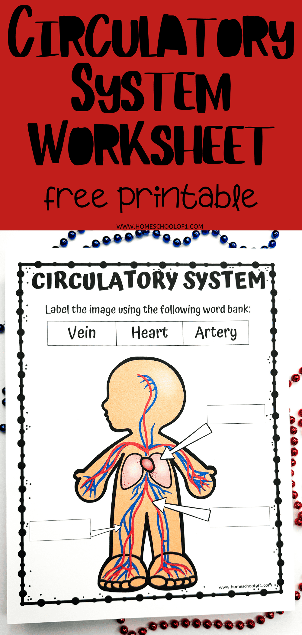 Free Circulatory System Labeling Worksheet
