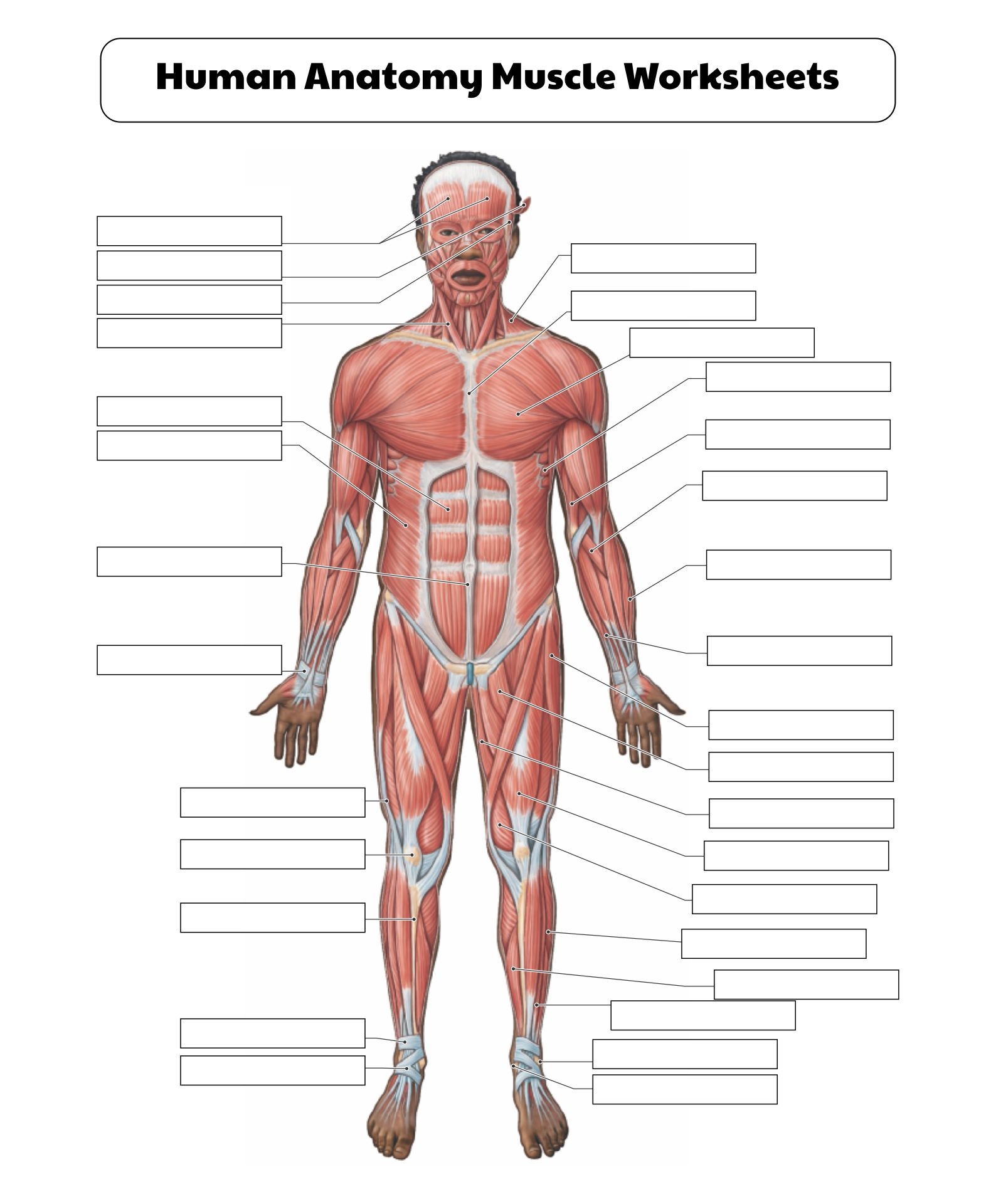 Free Human Body Lesson Plan The Bodys Systems Muscular System Worksheets Library