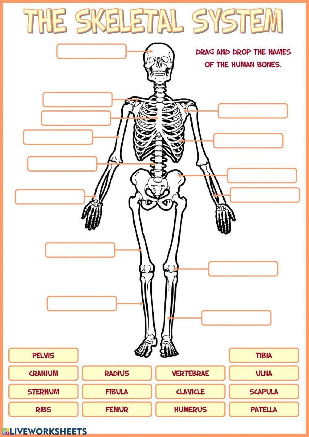 Free Human Skeletal System Worksheet Download Free Human Skeletal System Worksheet Png Images Free Worksheets On Clipart Library