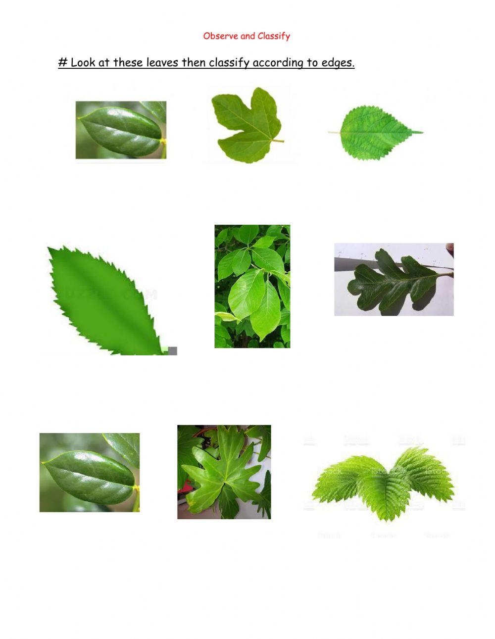Free Leaf Classification Worksheet Download Free Leaf Classification Worksheet Png Images Free Worksheets On Clipart Library