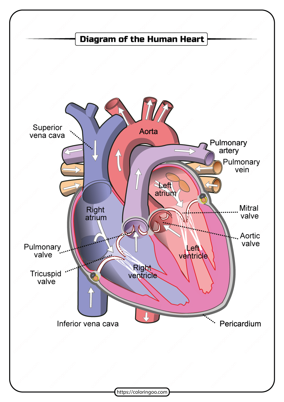 Free Printable Diagram Of The Human Heart