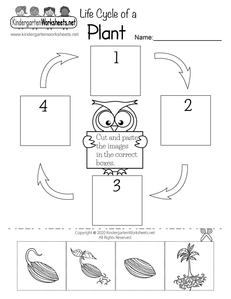 Free Printable Life Cycle Of A Plant Worksheet
