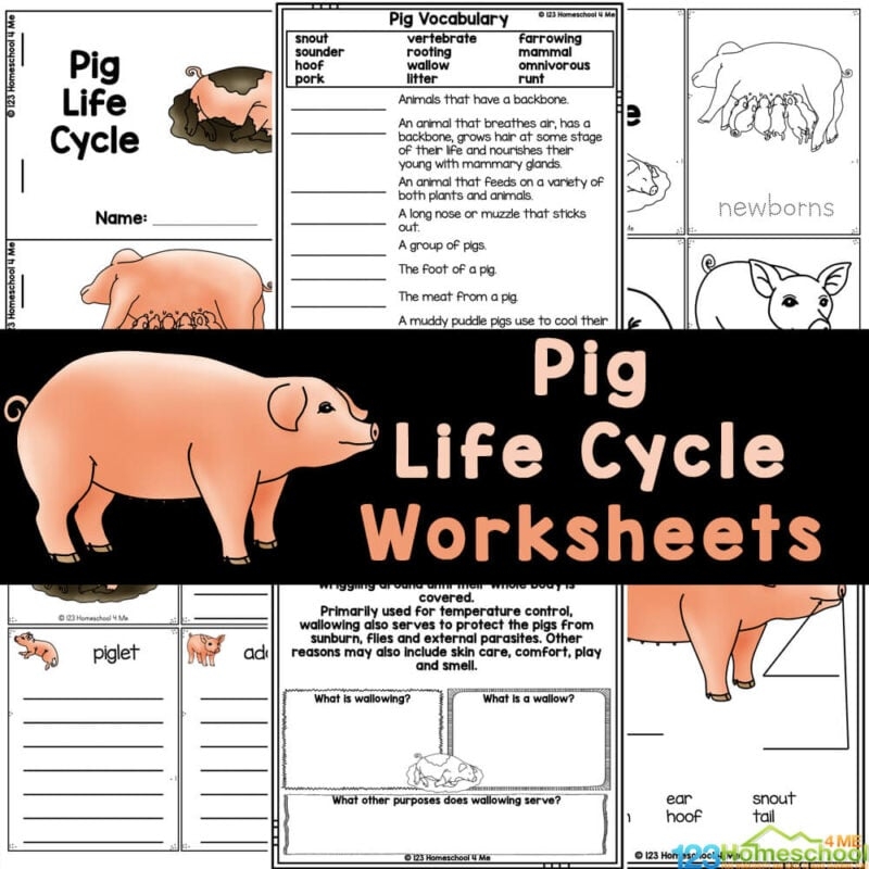 FREE Printable Pig Life Cycle Worksheets For Elementary Students
