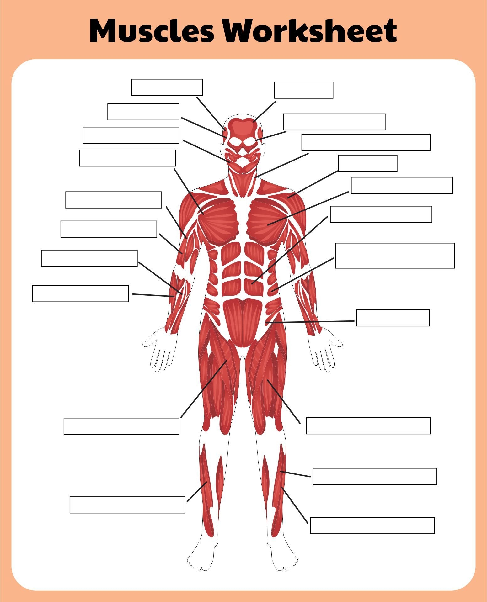 Free Printable Worksheet On Muscular System WorksheetZone 