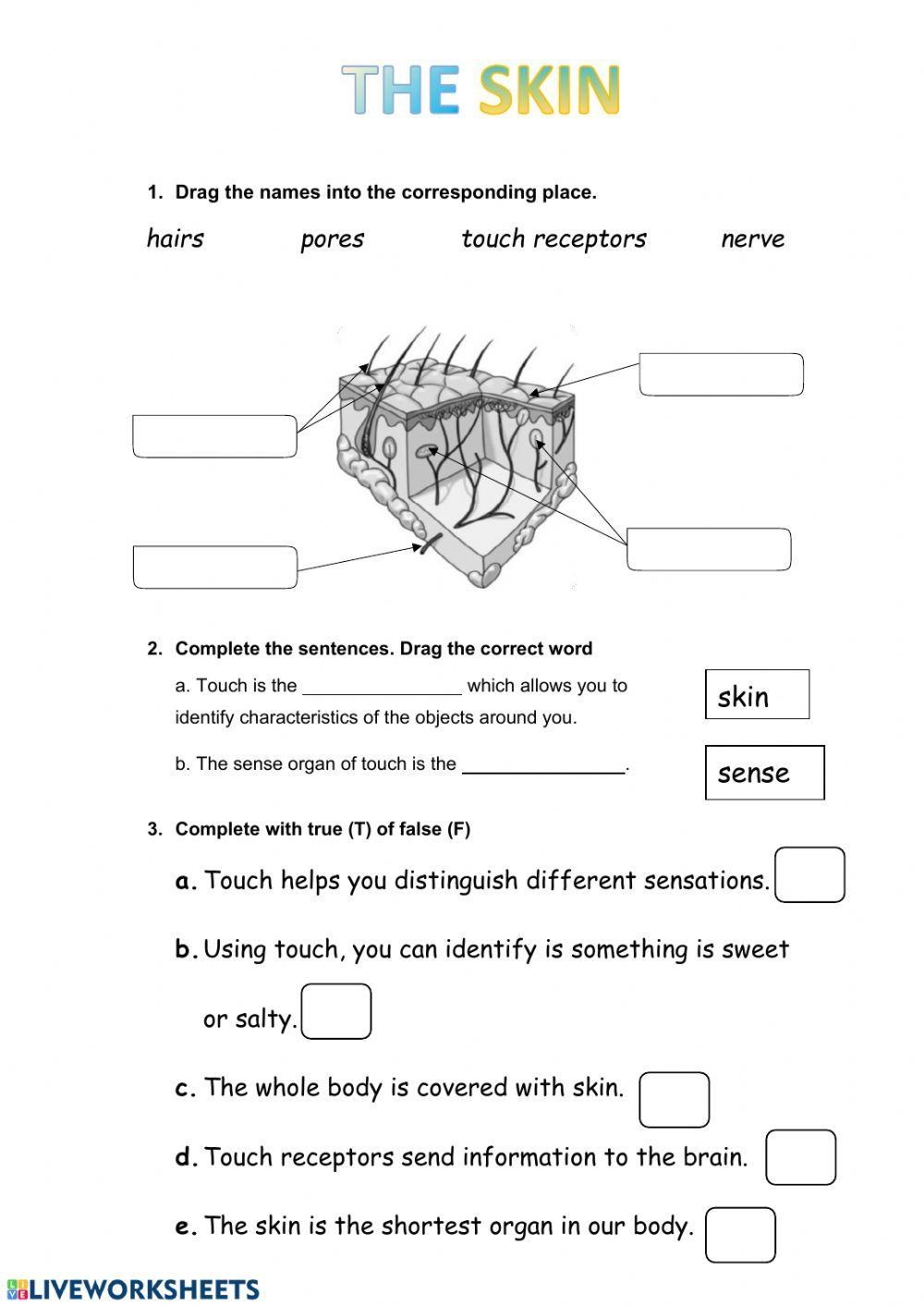 Free Skin Worksheet Download Free Skin Worksheet Png Images Free Worksheets On Clipart Library