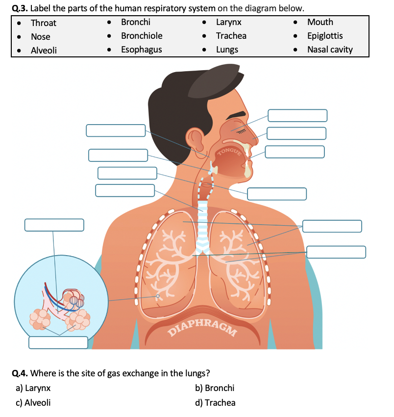 Free The Human Respiratory System Worksheet Download Free The Human Respiratory System Worksheet Png Images Free Worksheets On Clipart Library Free The Human Respiratory System Worksheet Download Free The Human Respiratory System Worksheet Png Images Free Worksheets On Clipart Library