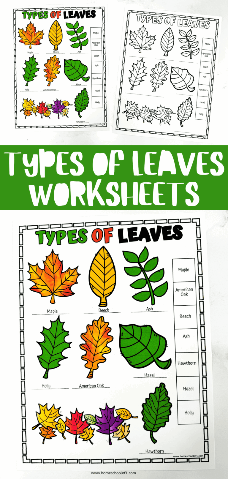 Free Types Of Leaves Worksheet
