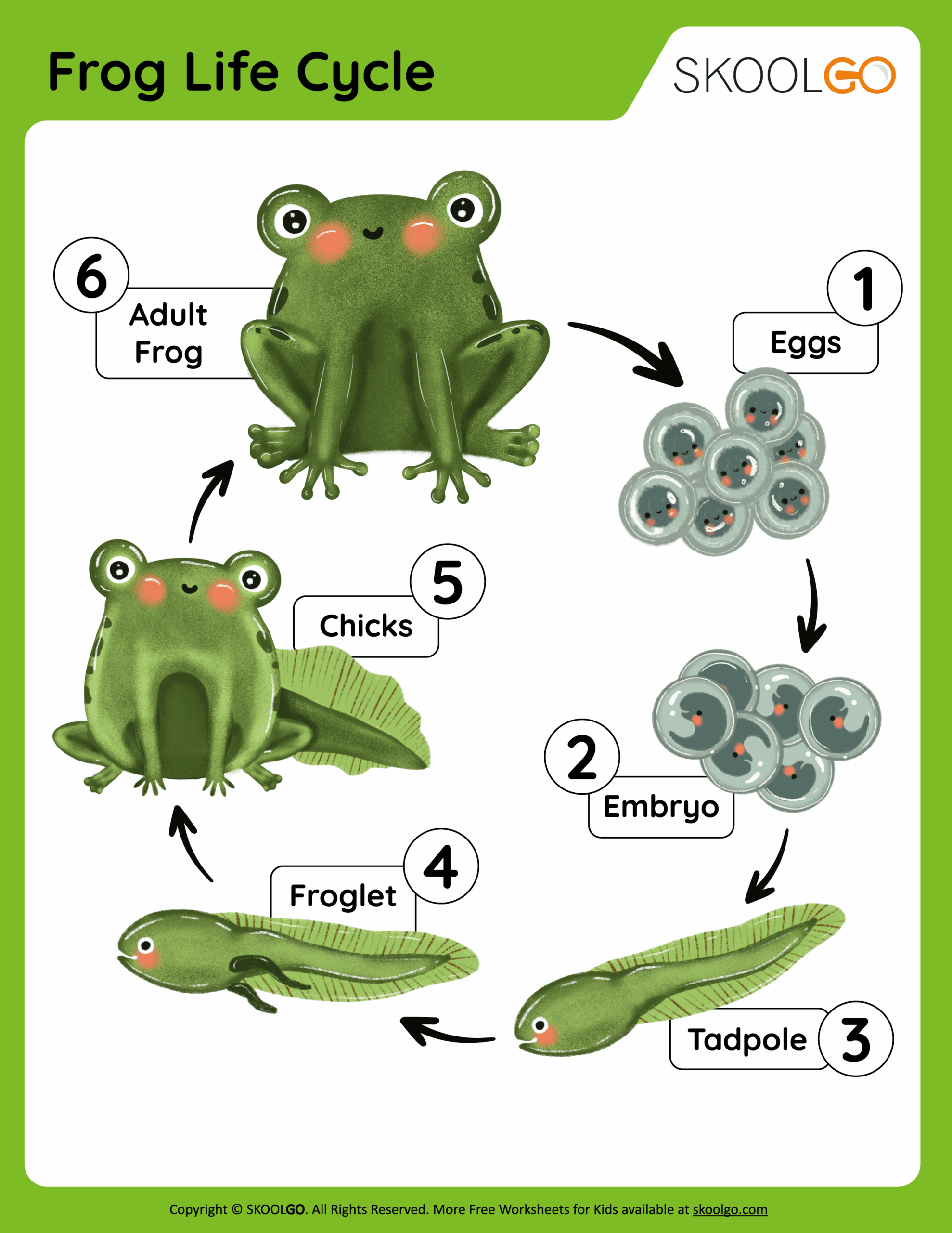Frog Life Cycle Free Worksheet SKOOLGO