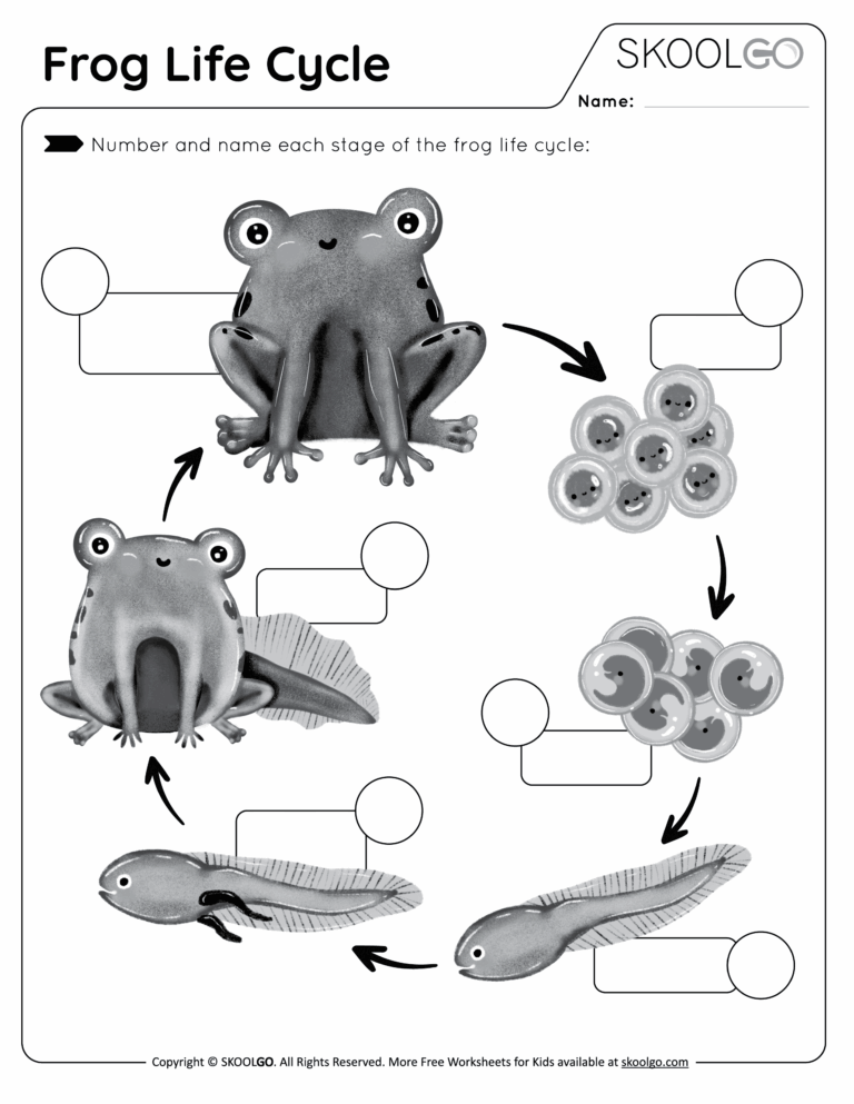 Frog Life Cycle Free Worksheet SKOOLGO