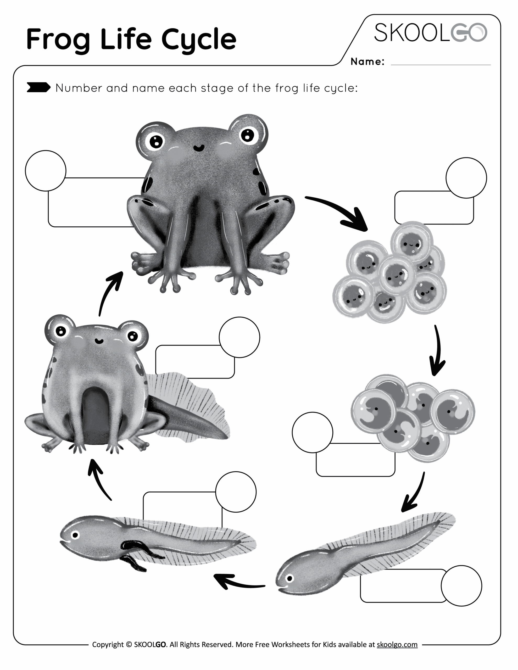 Frog Life Cycle Free Worksheet SKOOLGO