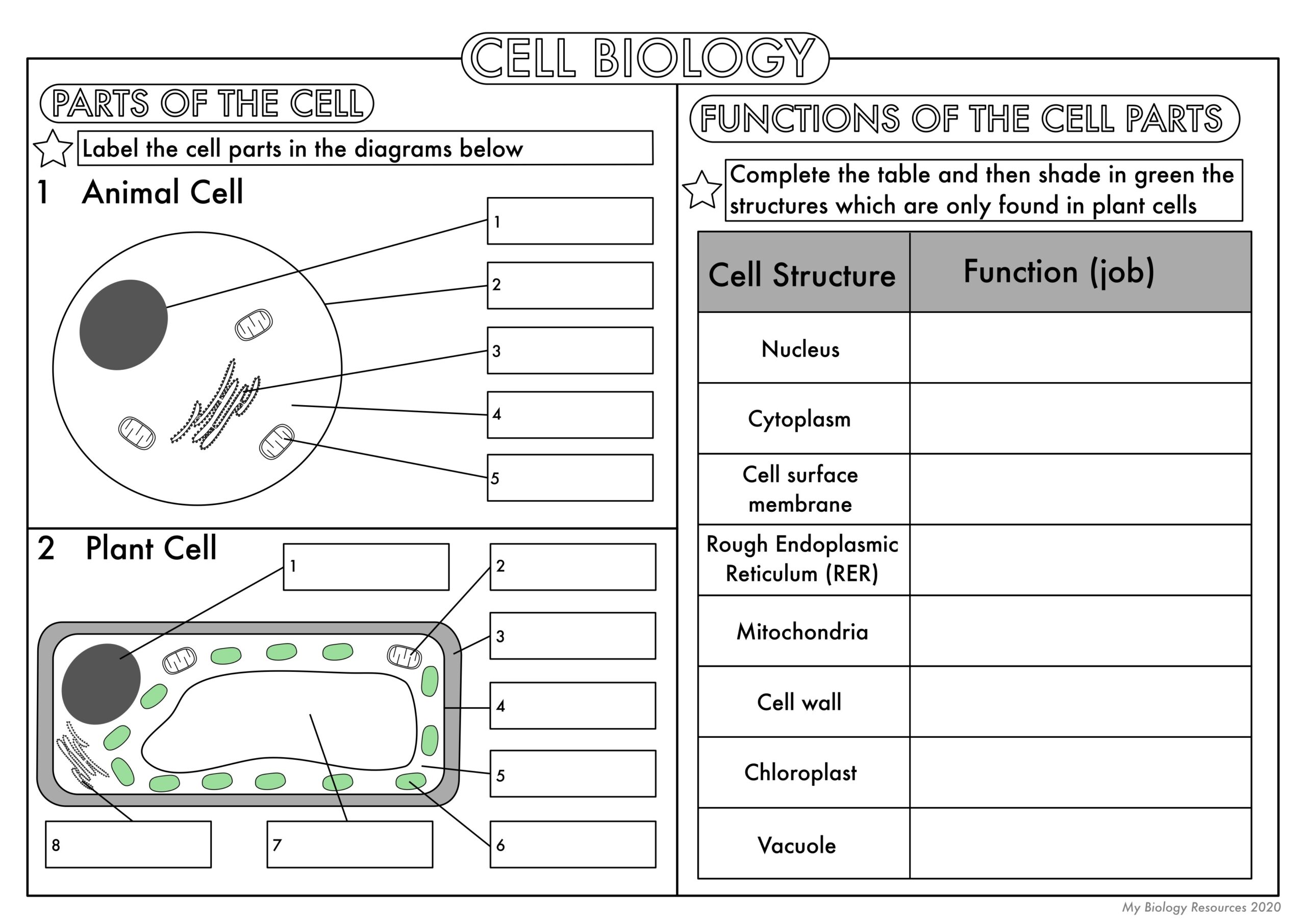 Free Printable Worksheets For Biology Free Printable Worksheets For Biology