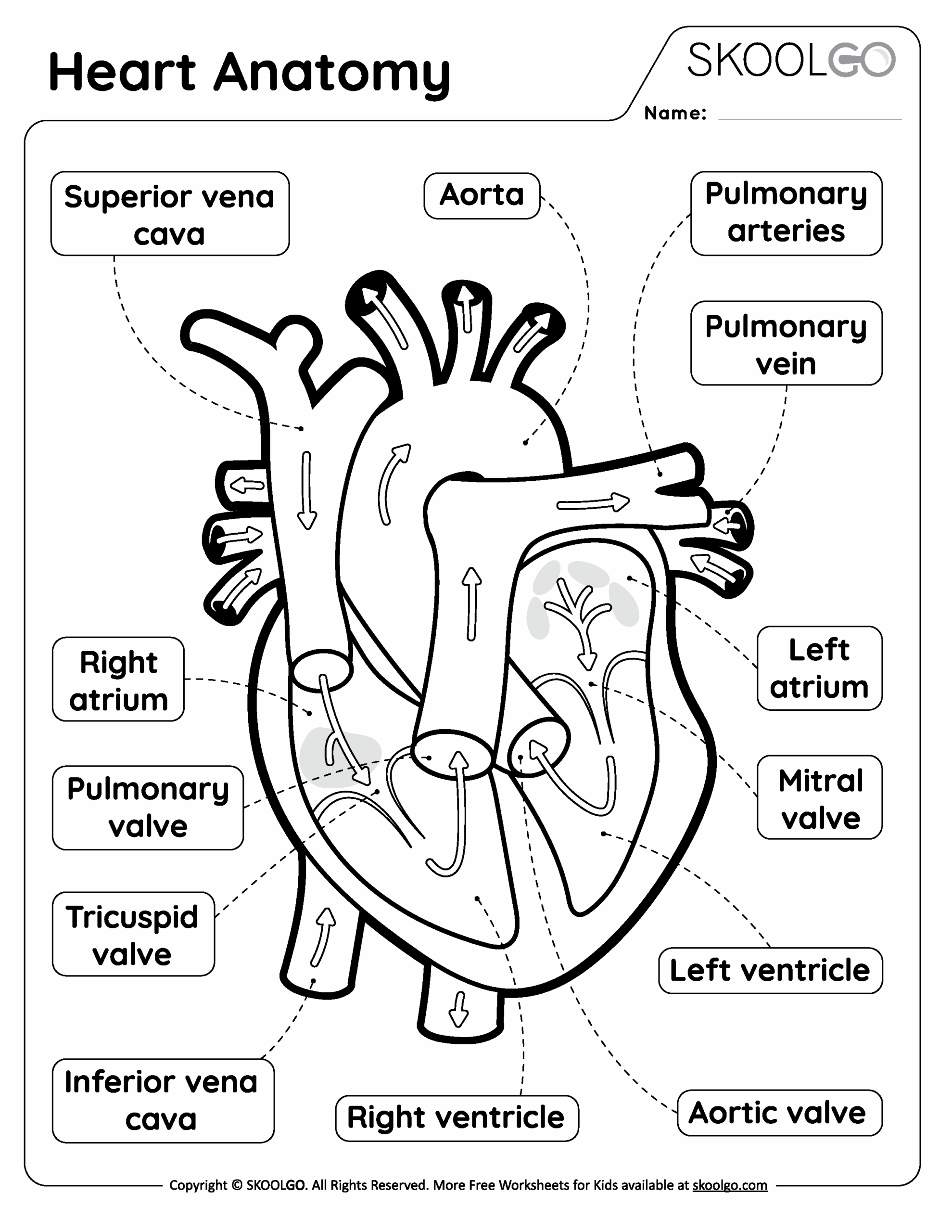 Heart Anatomy Free Worksheet For Kids SKOOLGO Worksheets Library