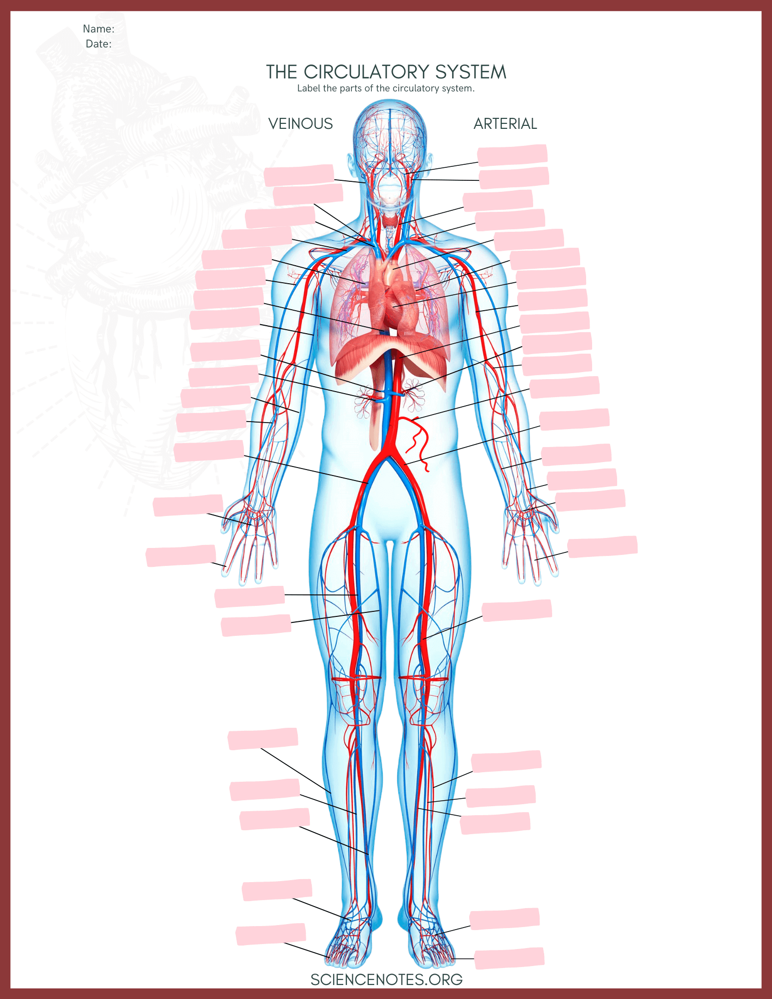 Free Printable Anatomy Worksheets For College