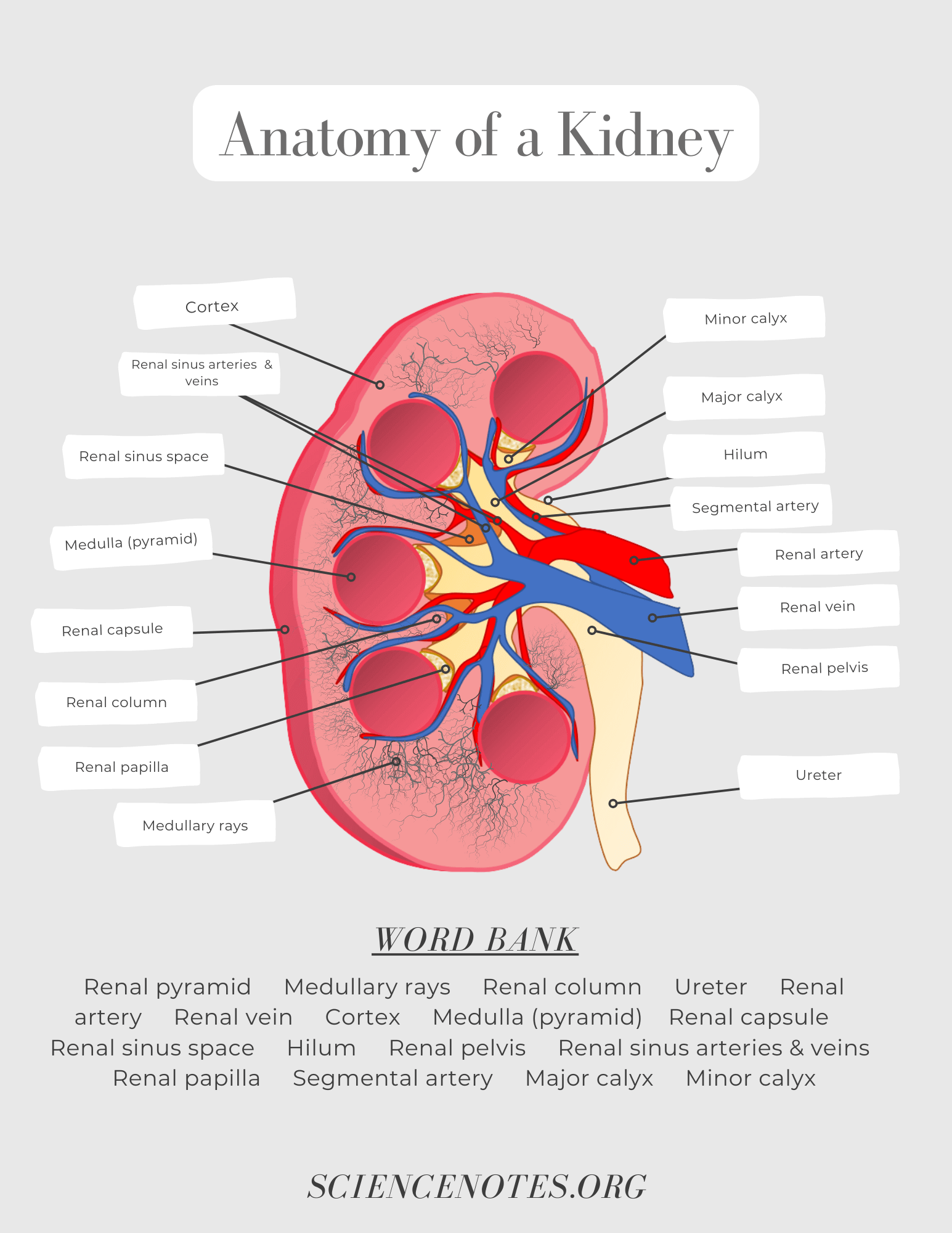 Human Anatomy Worksheets And Study Guides Human Anatomy Worksheets And Study Guides