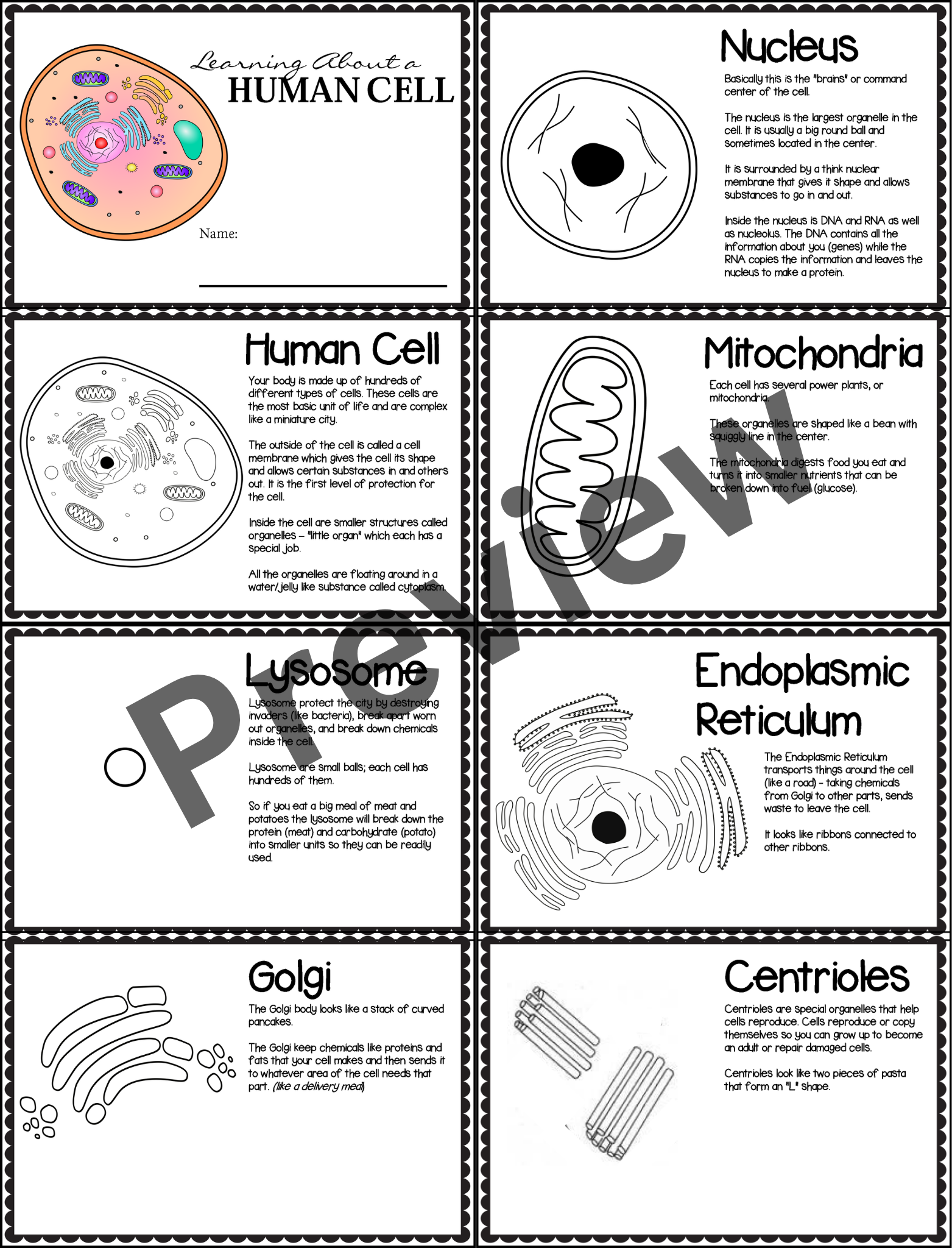 Human Cell Organelles And Functions Worksheets Animal Cell Human Body Teaching Resources