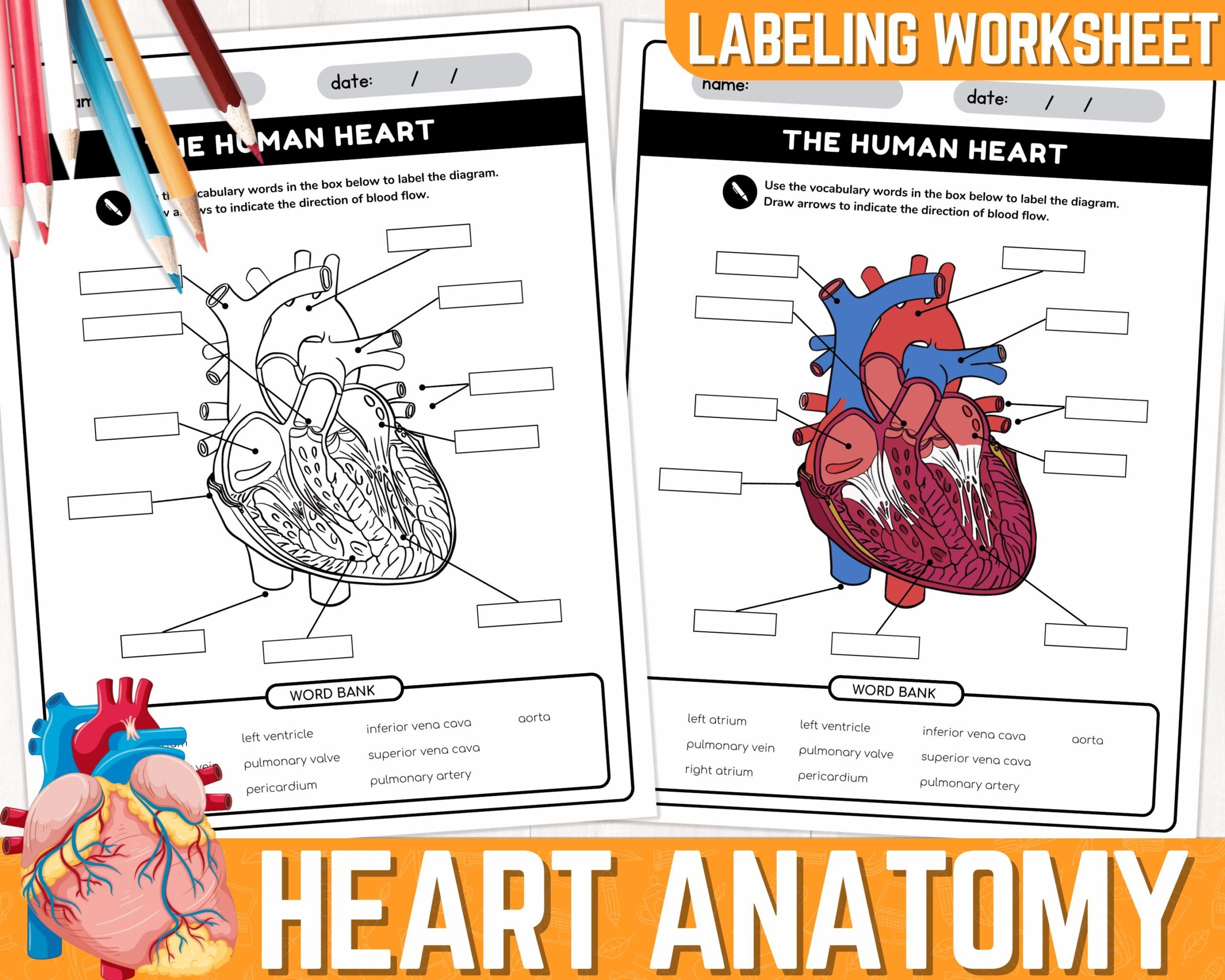 Human Heart Parts Labeling Worksheet Anatomy Of The Heart Parts Of The Human Heart Worksheets Instant Download Printable PDF Etsy Human Heart Parts Labeling Worksheet Anatomy Of The Heart Parts Of The Human Heart Worksheets Instant Download Printable PDF Etsy
