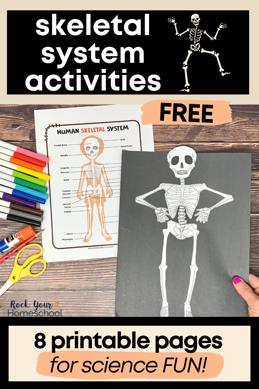 Skeletal System Free Printable Worksheets