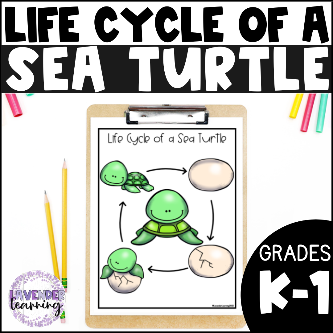 Life Cycle Of A Sea Turtle Activities Worksheets Sea Turtle Life Cycle Made By Teachers Life Cycle Of A Sea Turtle Activities Worksheets Sea Turtle Life Cycle Made By Teachers