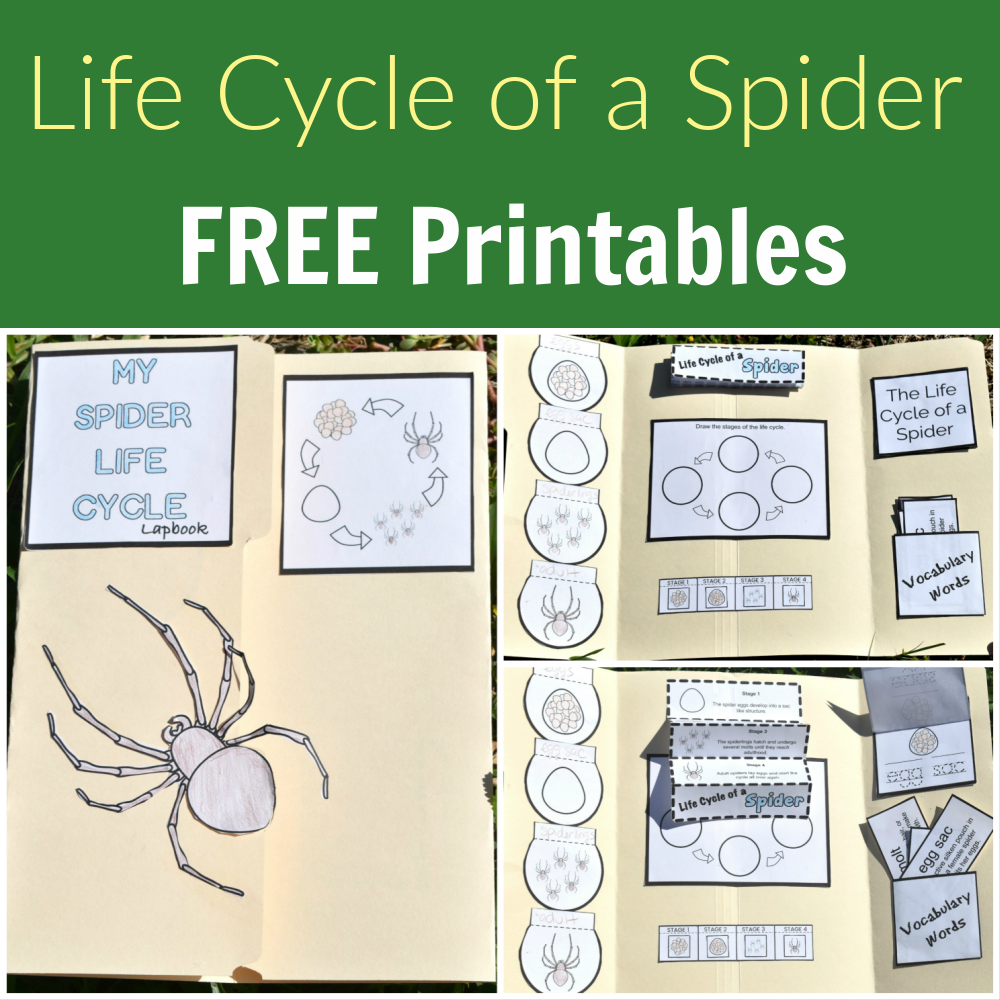 Life Cycle Of A Spider Printables The Activity Mom