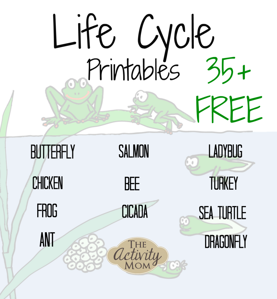 Life Cycles Printable Free The Activity Mom