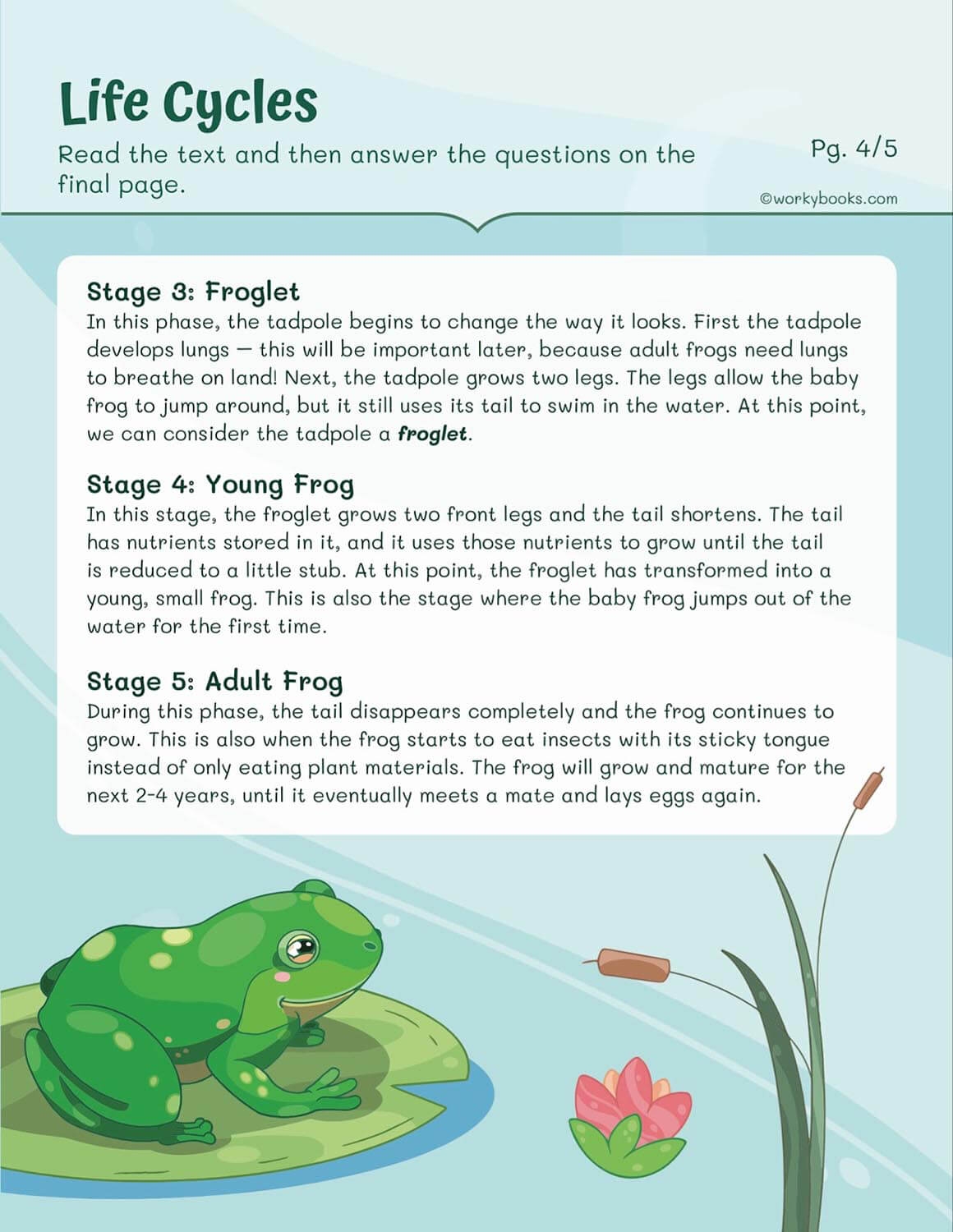 Life Cycles Worksheets Workybooks