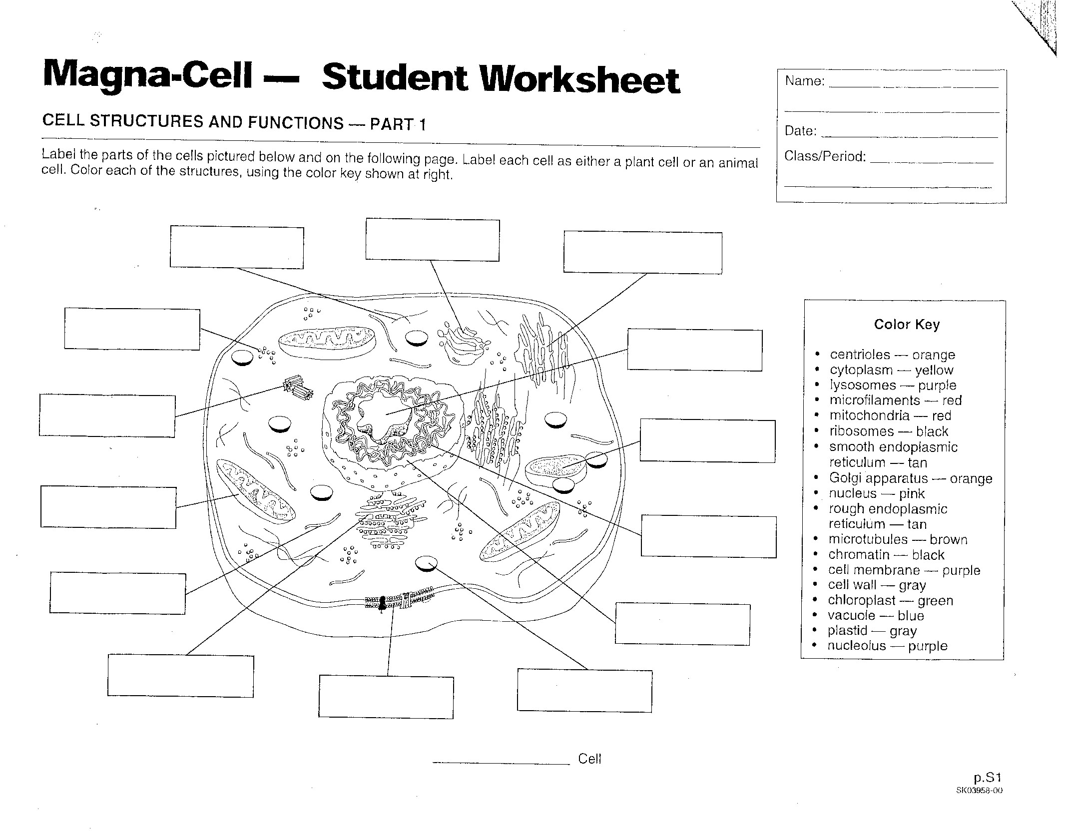 Free Printable Human Cell Worksheet
