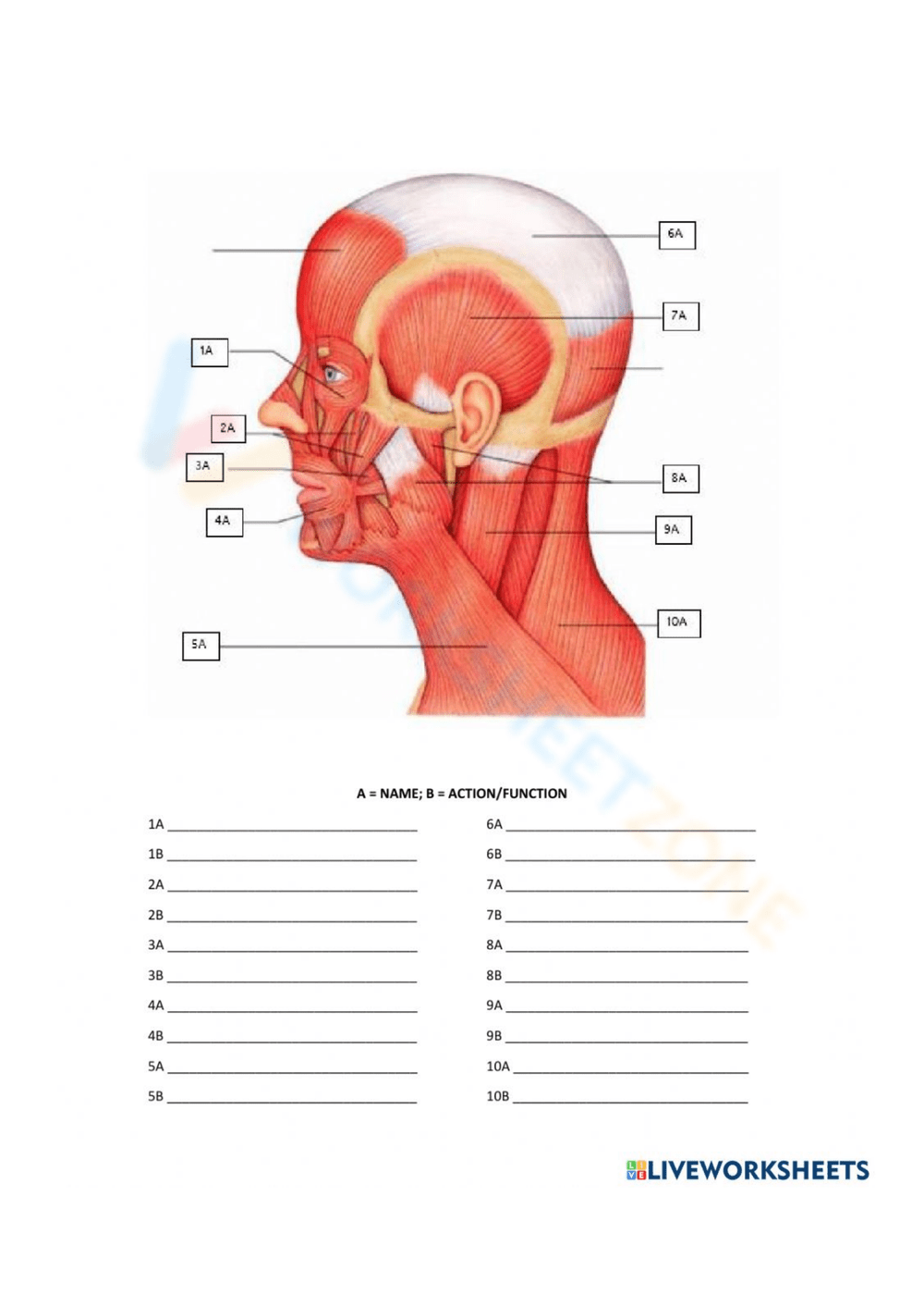 Muscular System Worksheets 2025