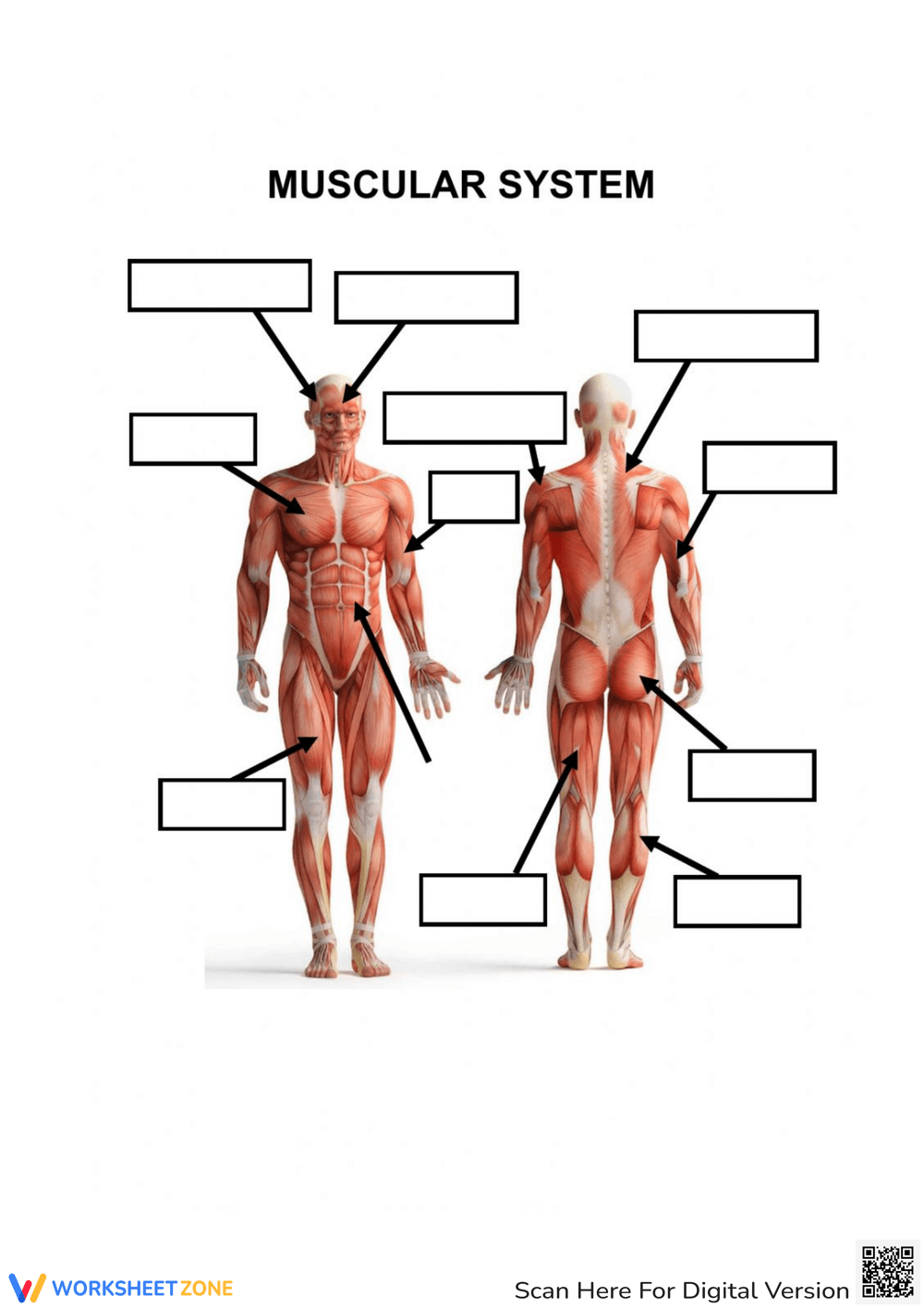 Muscular System Worksheets 2025 Muscular System Worksheets 2025