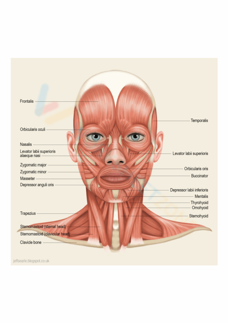 Muscular System Worksheets 2025
