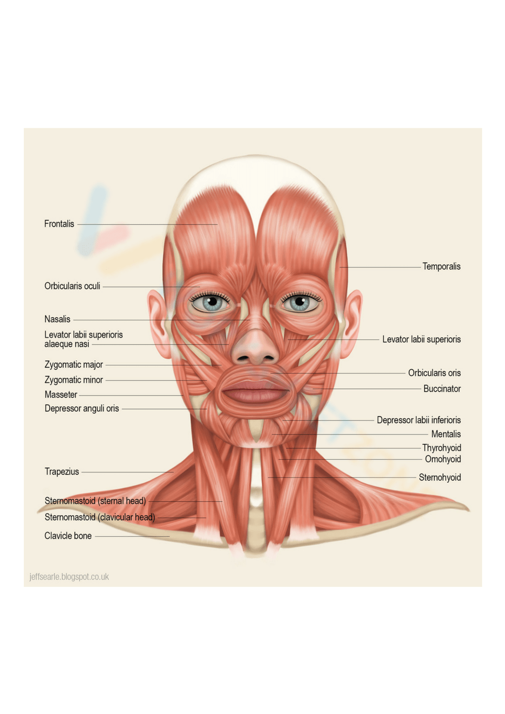 Muscular System Worksheets 2025